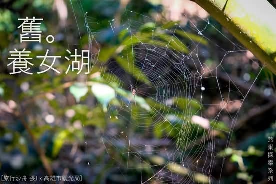 燕巢舊養女湖入口山徑上的蜘蛛網