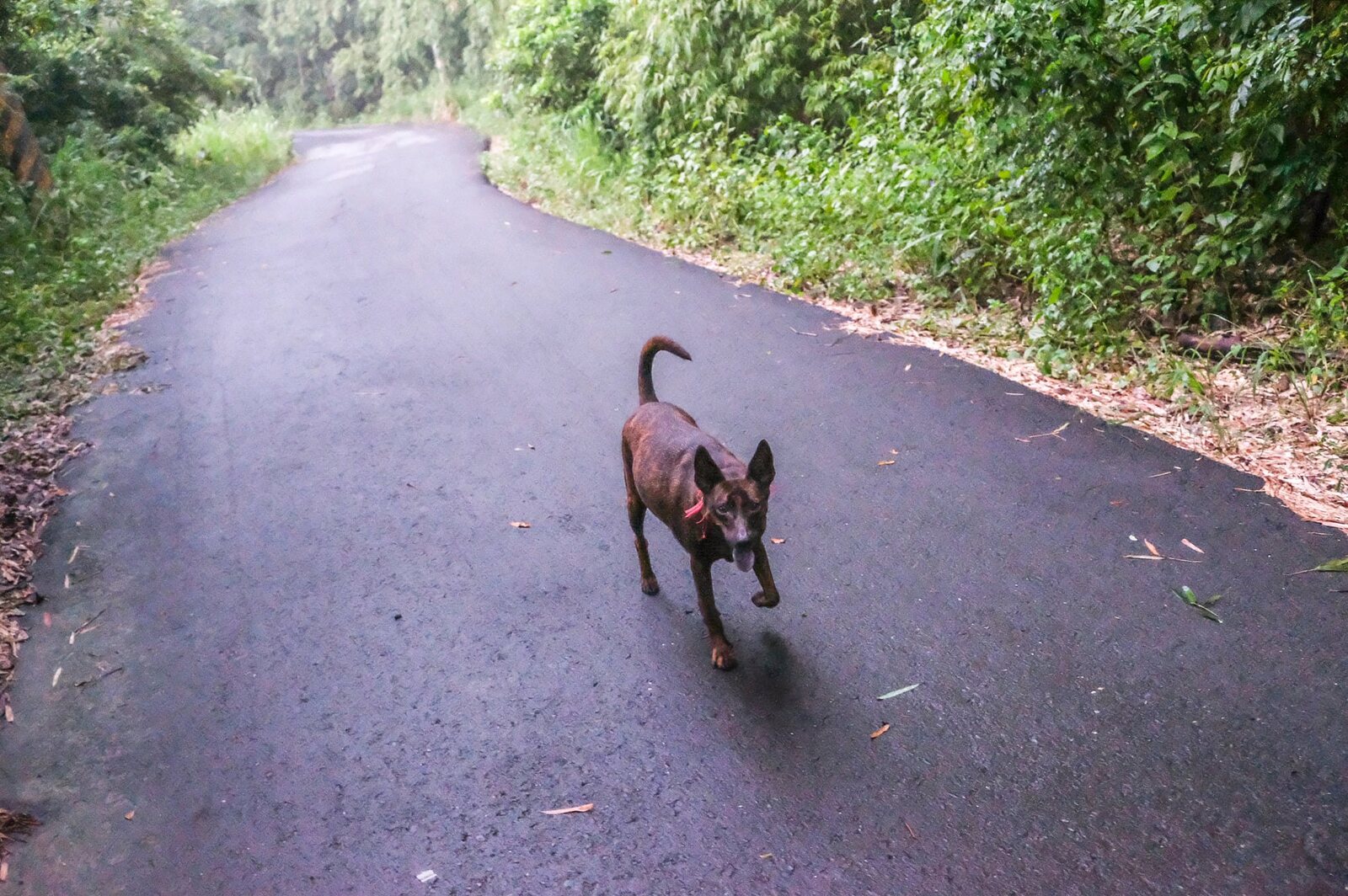 狗狗小虎在鄉間道路上回望