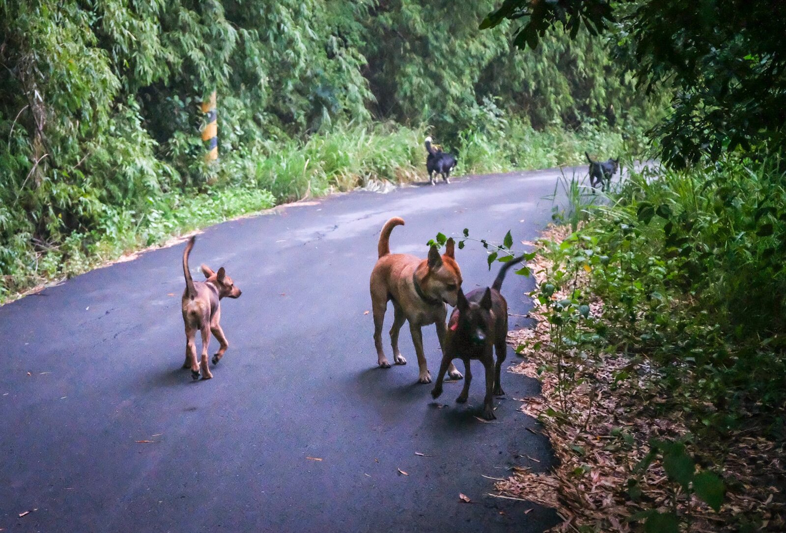 幾隻狗在高雄鄉間道路散步