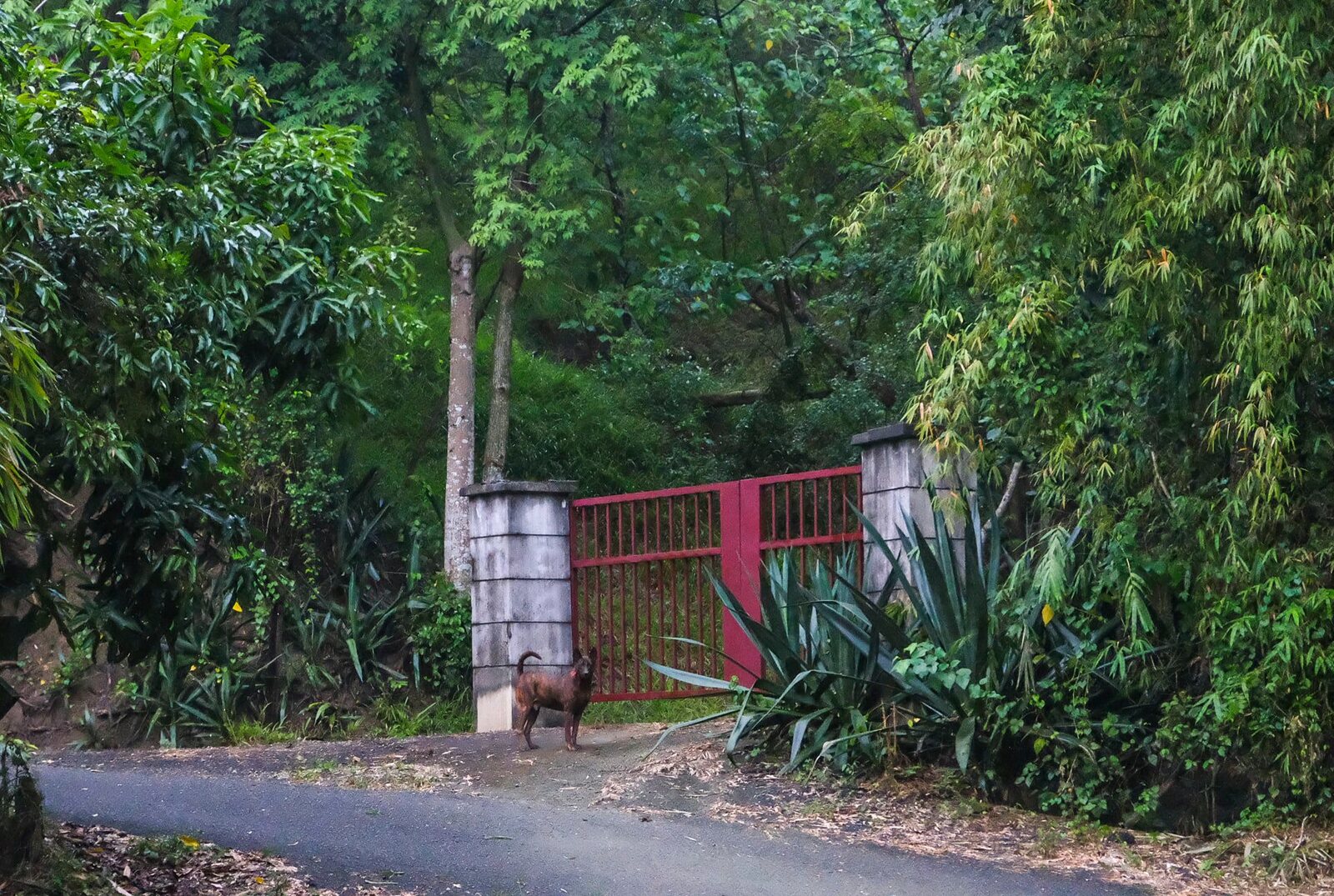 鄉間道路與小虎居住的紅色棚架
