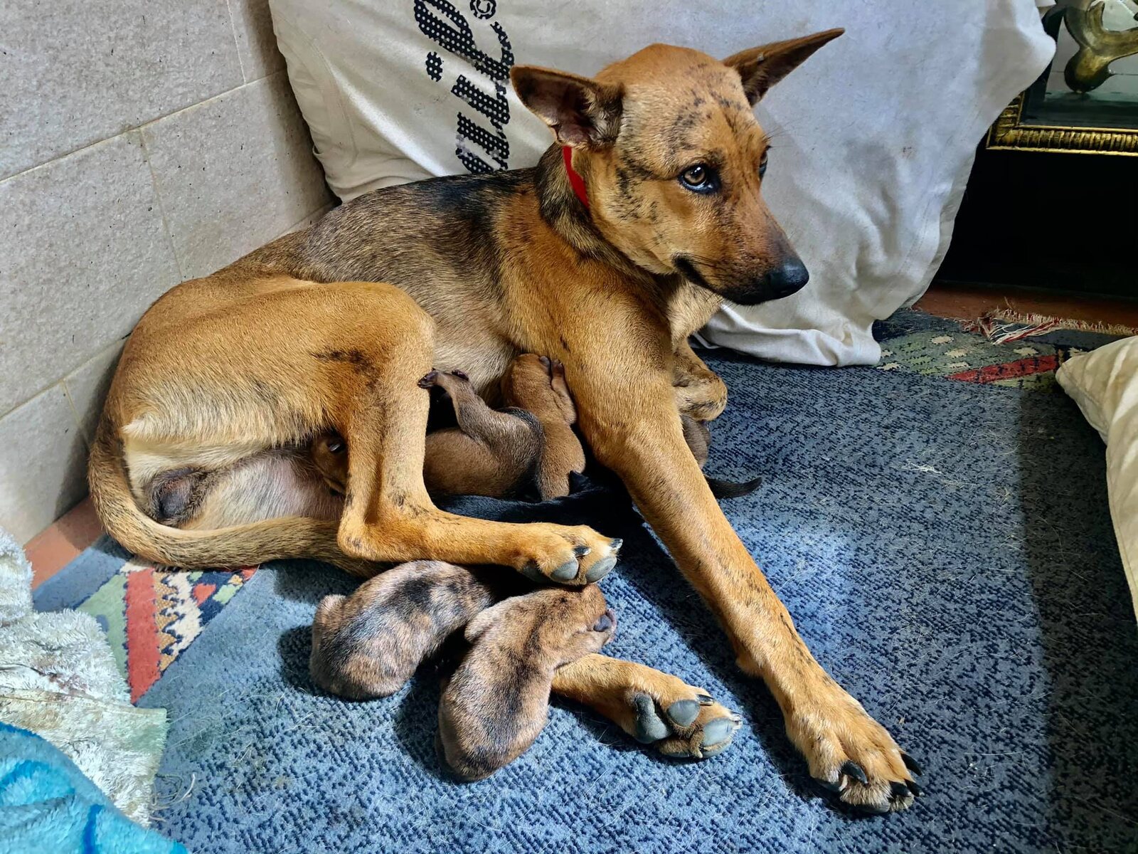 母狗小寶躺著陪伴新生幼犬