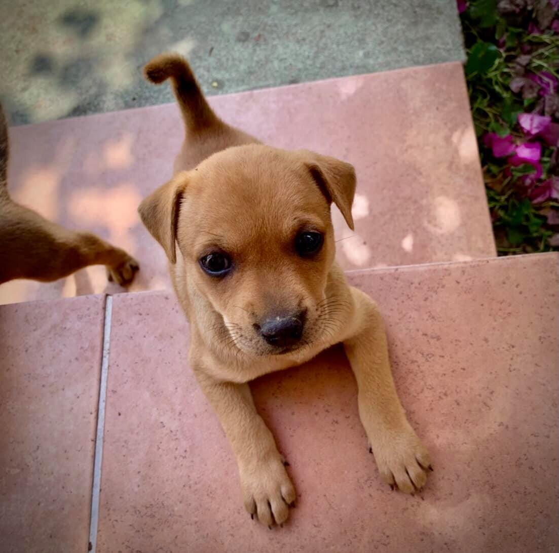 剛滿月的黃褐色幼犬近照