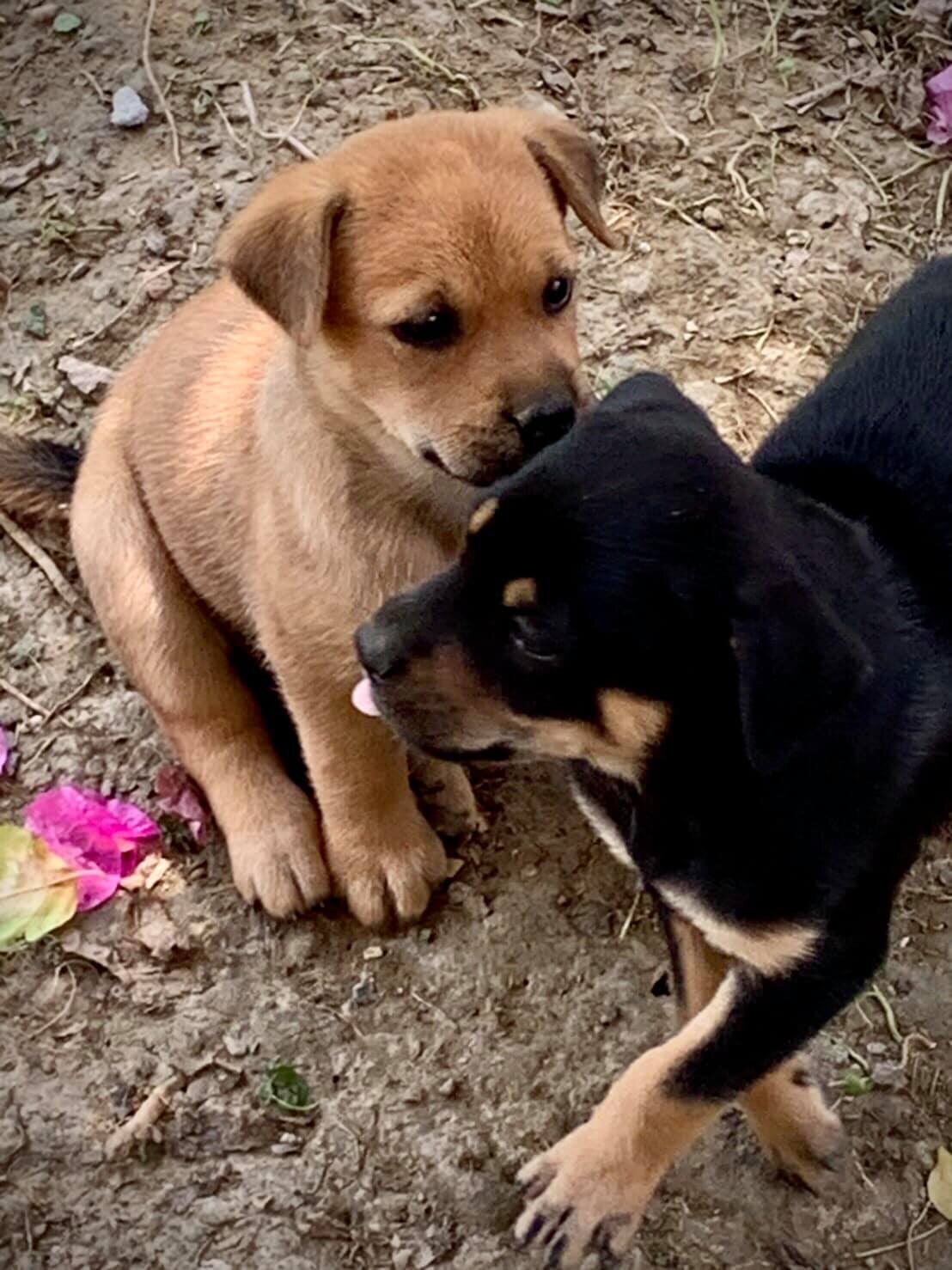 母狗小寶陪伴一群幼犬