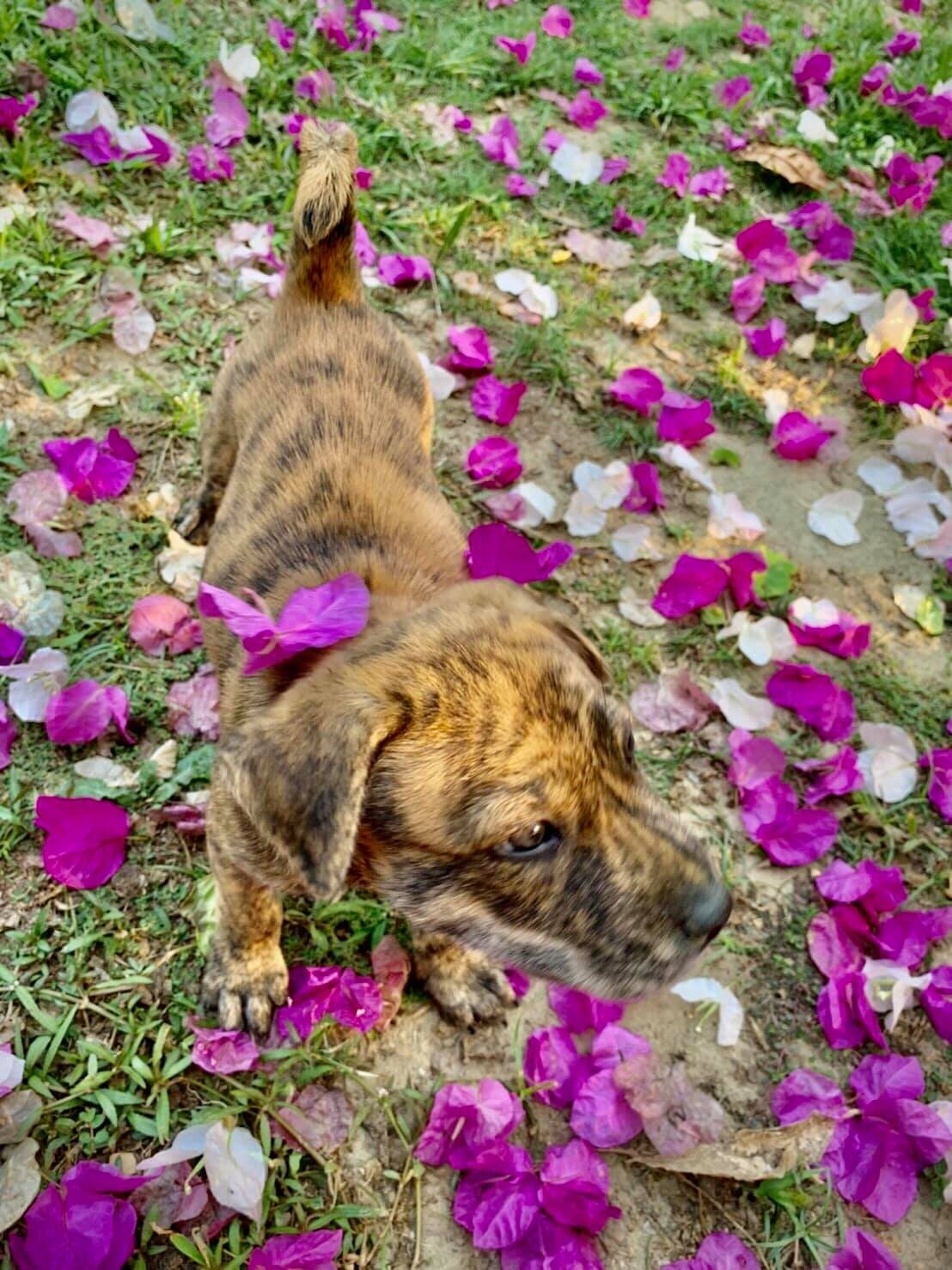 幼犬在粉紅花叢旁玩耍