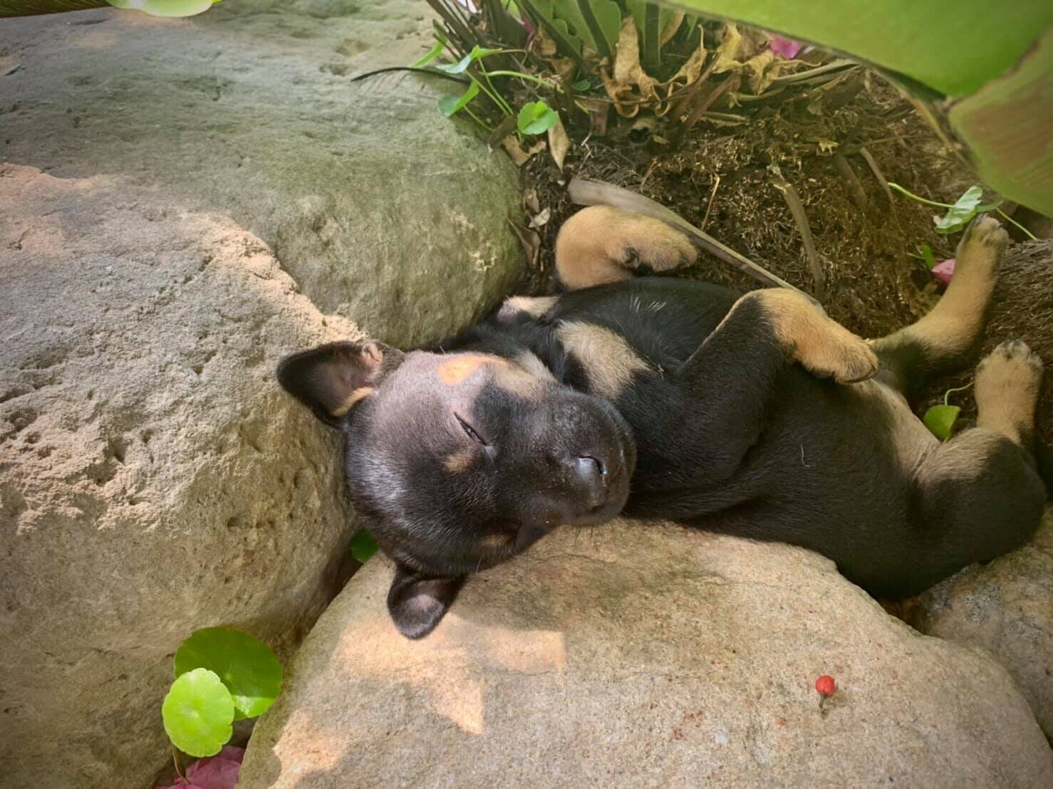 幾隻幼犬依偎在地上休息