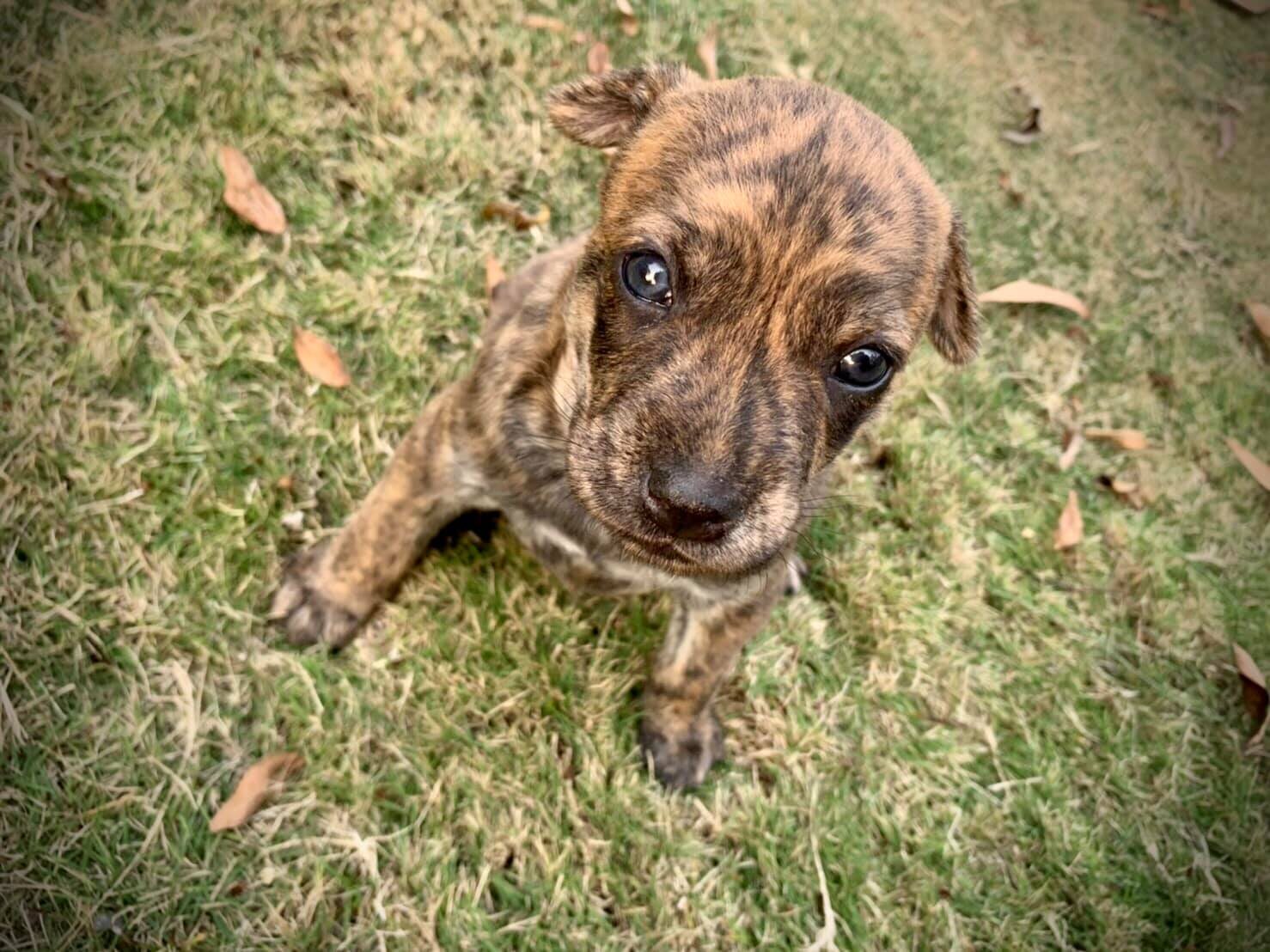 虎斑幼犬抬頭看向鏡頭