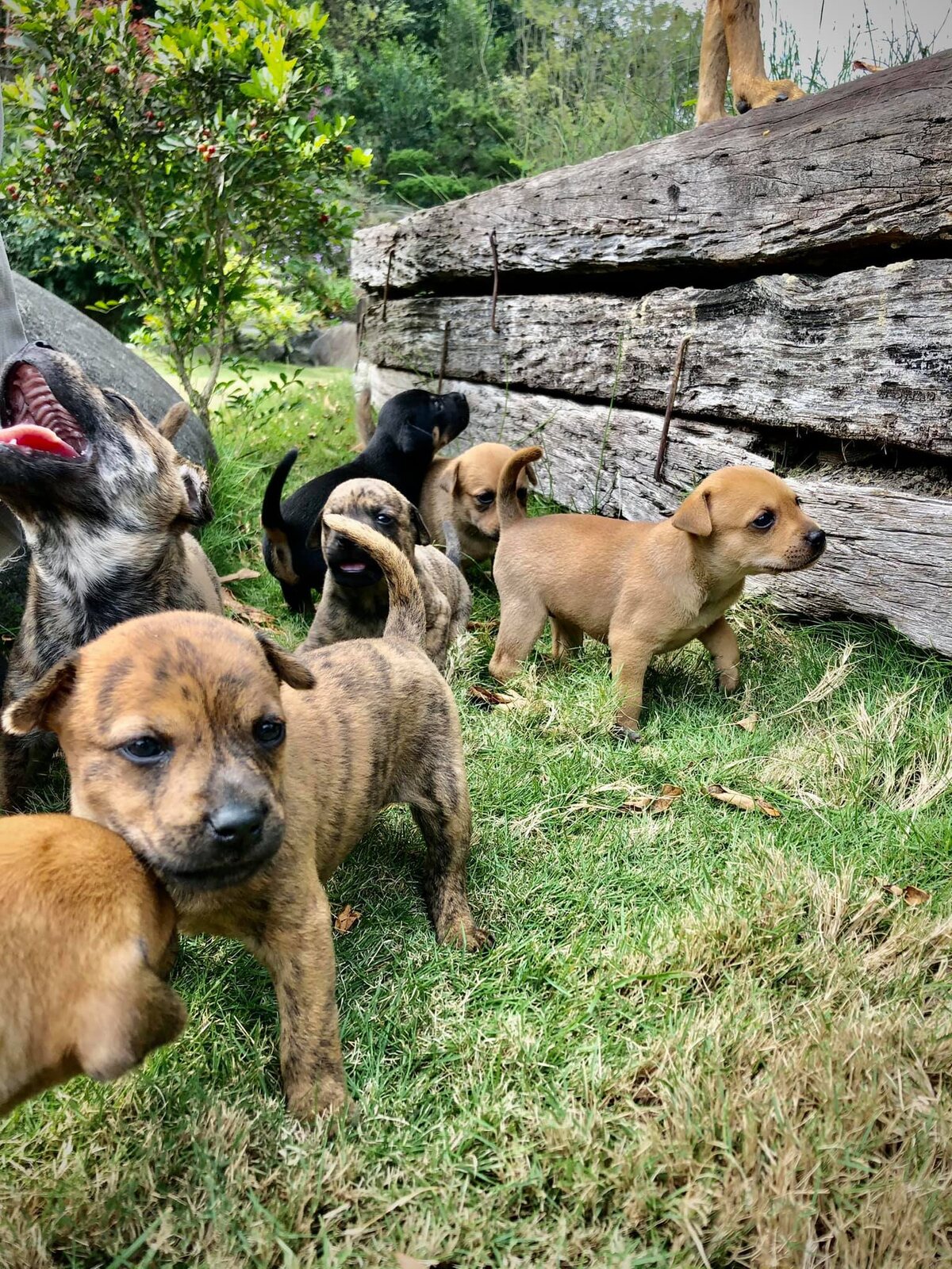 母狗與幼犬在戶外草地活動