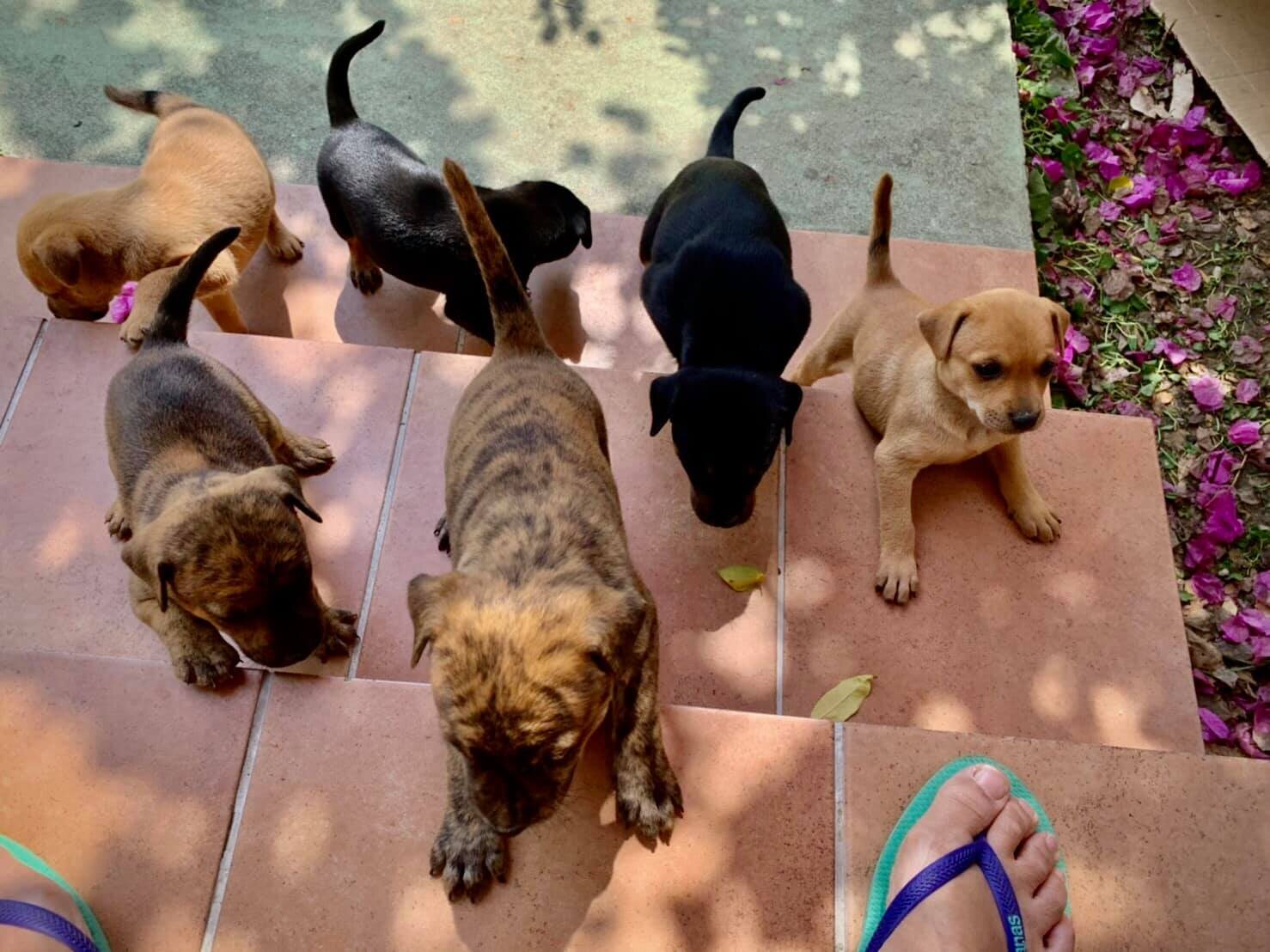 八隻幼犬一起聚在門前