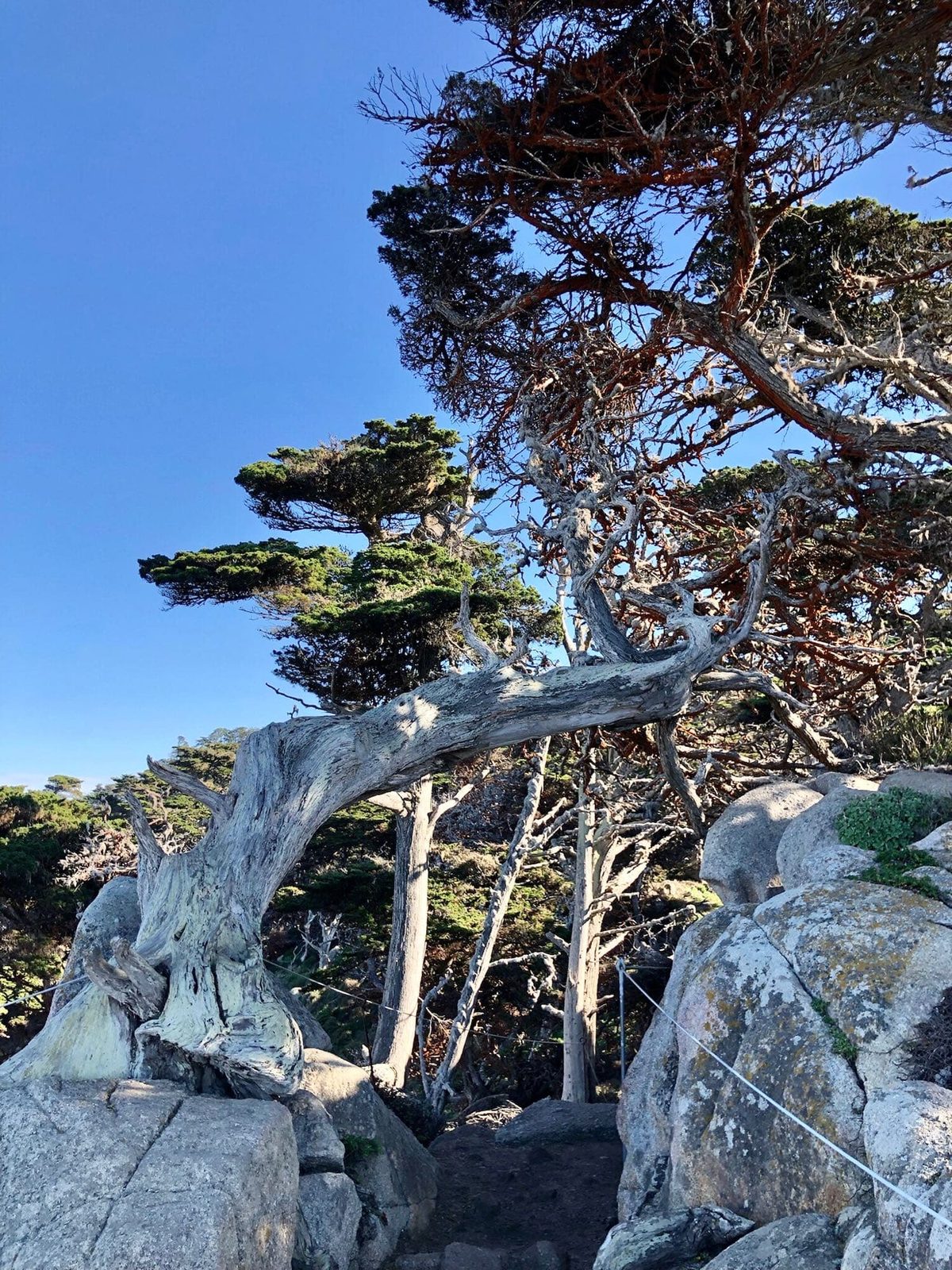 加州大索爾羅伯士角|走進超現實海岸山水畫-這壯觀的樹種於此處起源、生長、老去,它們成群結蔭、匯集成林。放眼望去,只見海灣那裸露的岩層險峻生冷、幾乎寸草不生,上頭卻爬滿了蒙特婁柏。 奇…