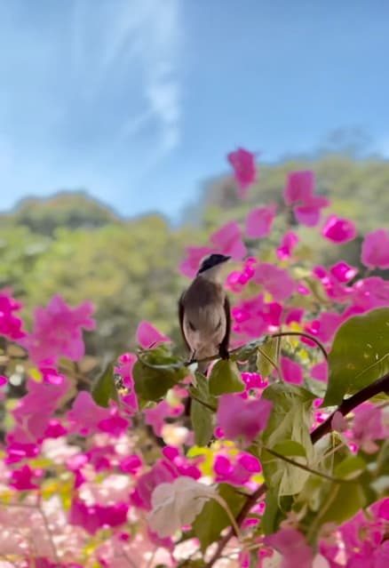 清晨神秘敲門聲｜芝加哥鄰居跨海送來的驚喜－一天，高雄老家的清晨，房間突然傳來陣陣急促敲門聲，將我從夢裡吵醒。 「怎麼了？」以為是早起的父親有事相找，我揉著惺忪睡眼問道，但沒人回應…