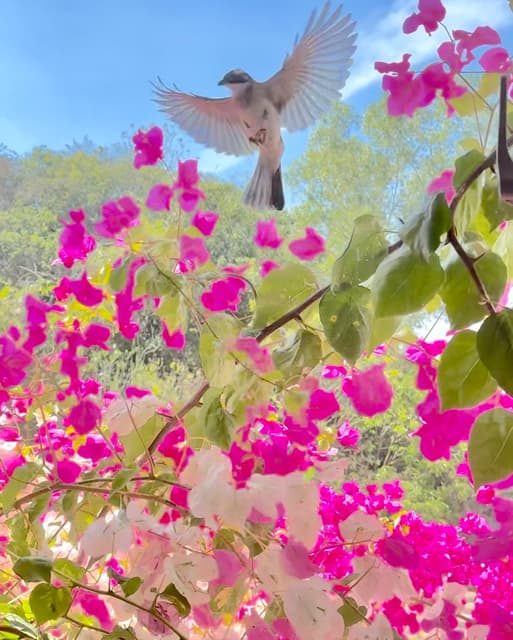 清晨神秘敲門聲｜芝加哥鄰居跨海送來的驚喜－那次以後，白頭翁每天都會來窗台報到，玩個幾分鐘才走，只要我一回高雄，就會自動開啟「早鳥鬧鐘」，我不忍開窗趕牠，深怕趕了一次，小貴客就再也不來…