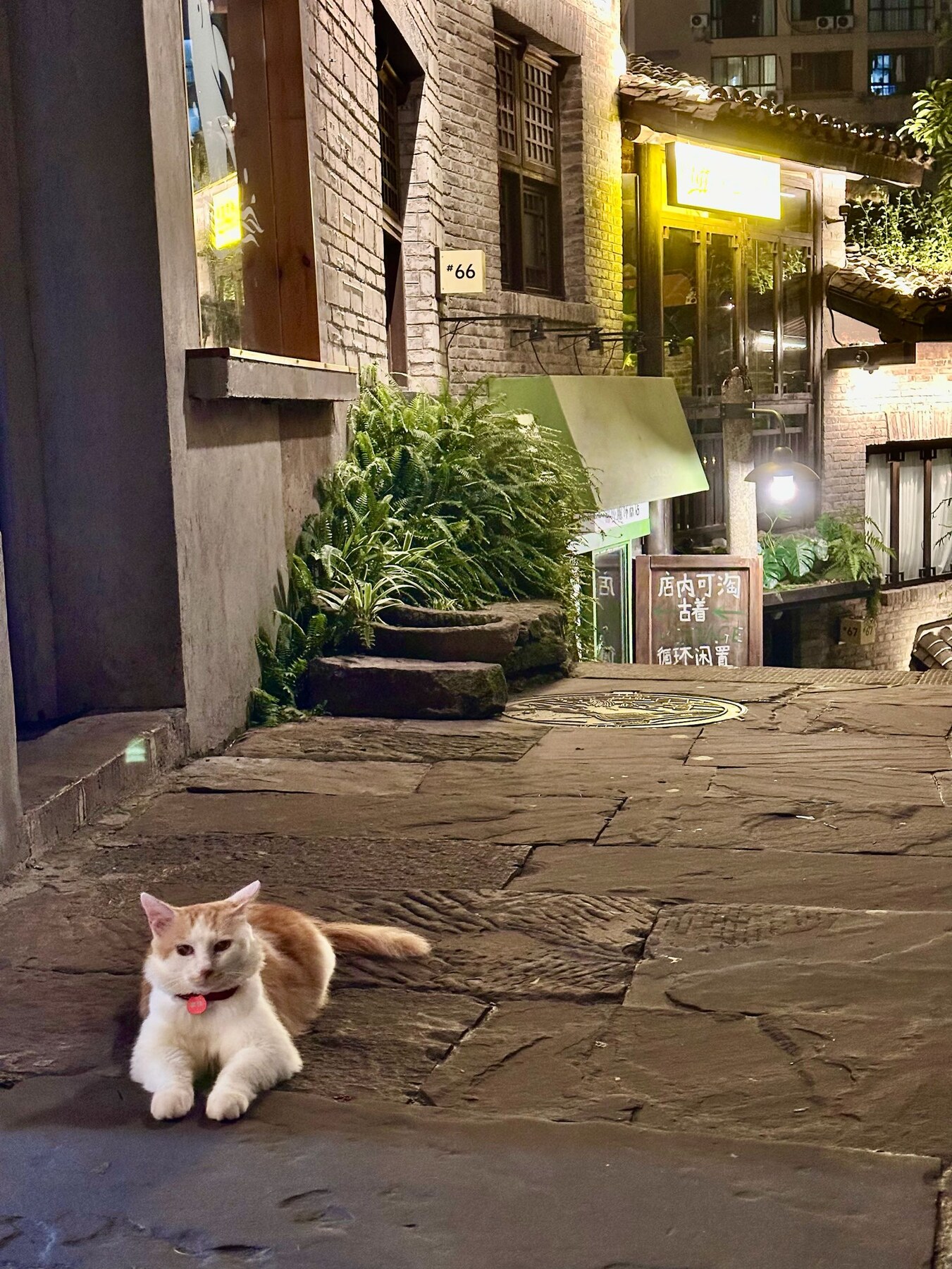 貓咪慵懶地趴在下浩里老街地面
